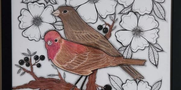 House Finches